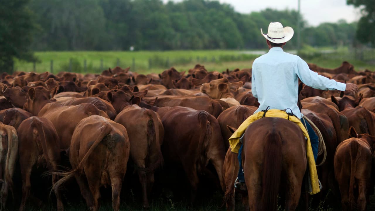 Trump apunta a las empacadoras de carne y las llama 'monopolio nauseabundo'